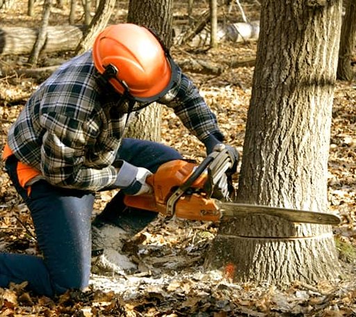 Tree Removal in Gilman, IL